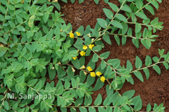 Crotalaria hebecarpa